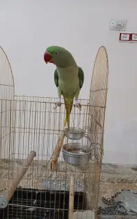 شاه طوطی سخن گو  با قفس رایگان