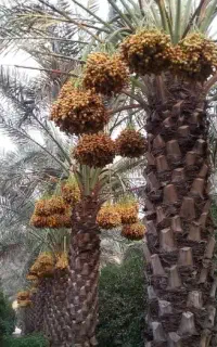 کود ارگانیک برای باغ و گلخانه( کود کروا)