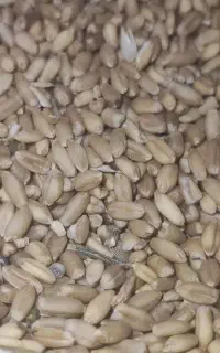 گندم بذری