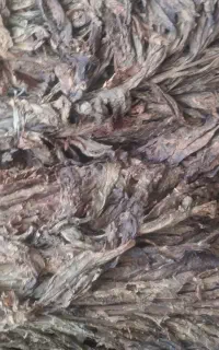 تنباکوی لنگه ایی