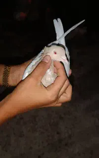 کبوتر بهبهانی