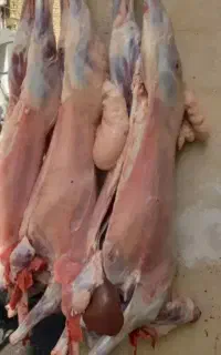 قصابی درمحل سیار سربریدن زبح گوسفندگوشت سلاخی قصاب