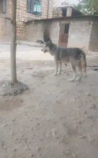 سگ هاسکی