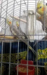 عروس هلندی
