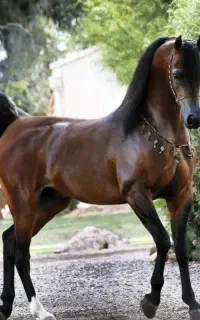 اسب