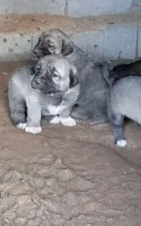 توله پشدر (پژدر) نسلدار درست دوماهه تا دوساله