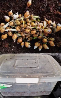 پک 50 عددی کامل اقتصادی حلزون آچاتینا (آفریقایی)