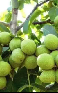 نهال گردو