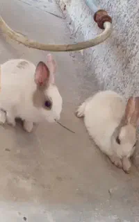 خرگوش
