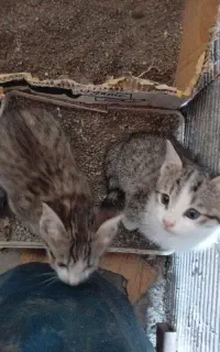 واگذاری سه عدد بچه گربه