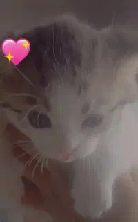 گربه فروشی روباهی پاندای پلنگی ...