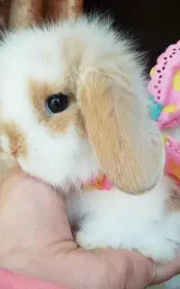 خرگوش فنجونی با کارت سلامت و لوازم نگهداری