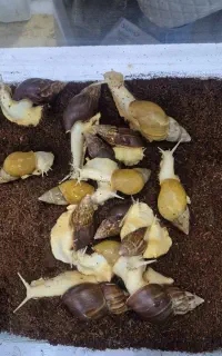 فروش حلزون