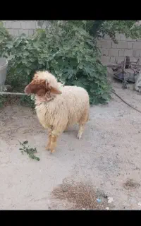 بره نر مخصوص قربانی