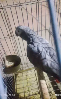 کاسکو