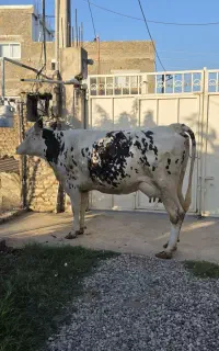 فروش مونت شیری ۲۵روز‌ تلقیح شده