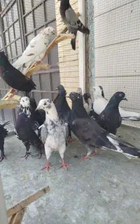 کبوتر پر و کاشونی