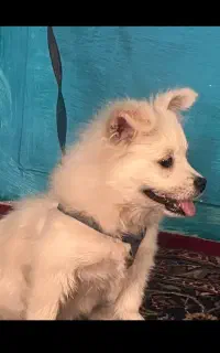 پامر اشپیتز