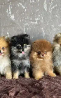 سگ های خانگی