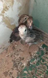 جوجه