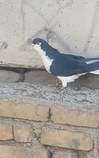 کبوتر
