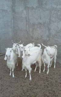 دام سبک بز و بزغاله
