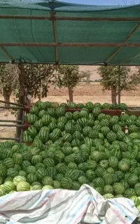 هندوانه دیم