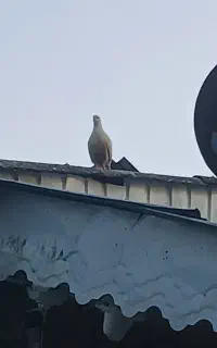 کبوتر پرشی