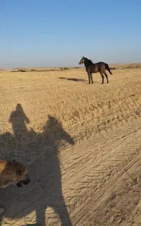 اسب