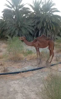 شتر ماده دو سال ماده