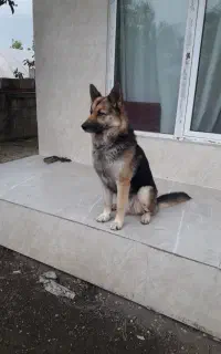 واگذاری ژرمن جوان نر