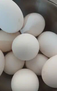 تخم مرغ محلی