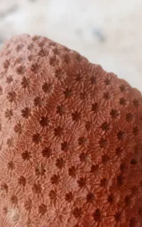 مجموعه ای از انواع فسیلها