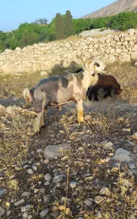 قوچ