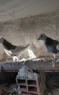 سرکه ای الماسی