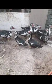 اردک روسری