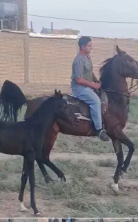 فروش مادیان و کره