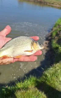 بچه ماهی کپور طلایی،آمور،قزل الا