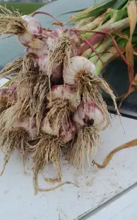 سیر قرمز