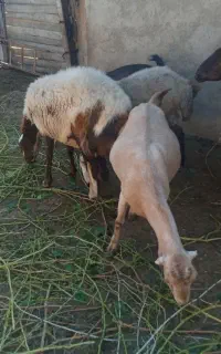 میش ها چاق وپروار