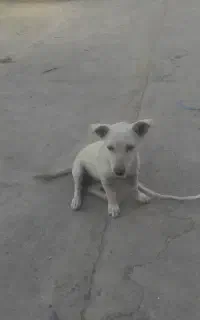 واگذاری سگ پاکوتاه