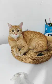 گربه گم شده محدوده شیرود لپاسر