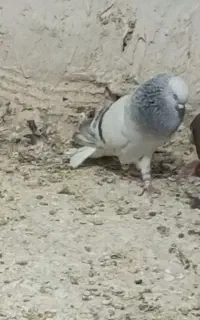 کبوتر