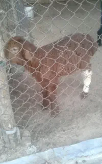 دوتا بره نره شیری
