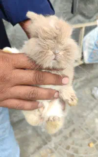 خرگوش لپ نژاددار