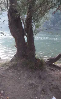 بذر اسفناج وبذرشلغم خوراکی ..چغندر لبویی