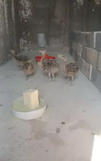 جوجه شتر مرغ