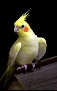 عروس هلندی