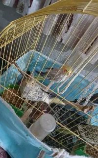۴ عدد عروس هلندی ۳ ملیون باقفس