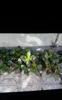 گل قاشقی سرسبز